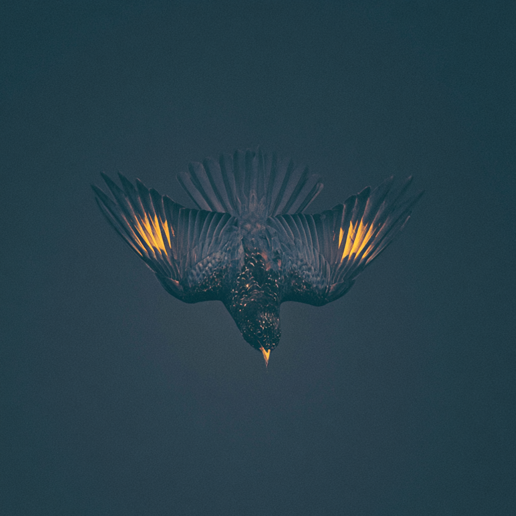 A diving bird with sunlit wings.